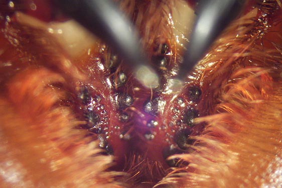 Amblyocarenum nuragicus, nuova specie di ragno botola